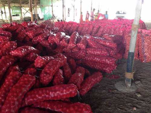 Organic Fresh Red Onions