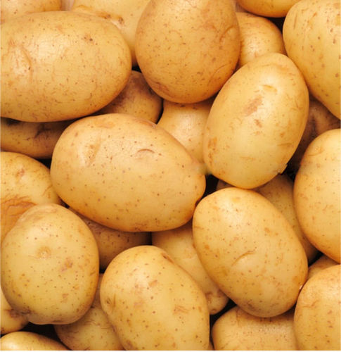 Fresh Potato