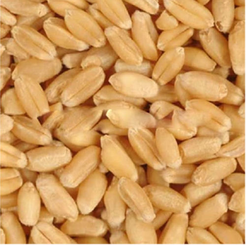 JALALUDDIN Wheat