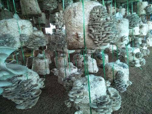 Oraganic Frozen Mushrooms