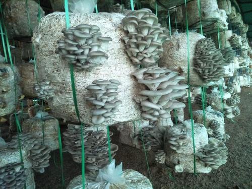 Oyster Mushrooms