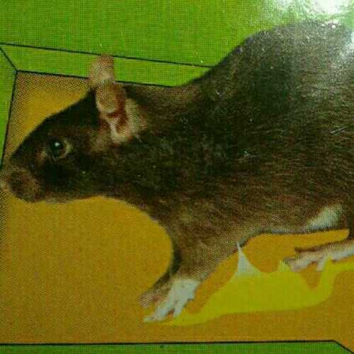 Rat/ Rodent Control Services By INDIAN STANDARD PEST CONTROL (ISPC)