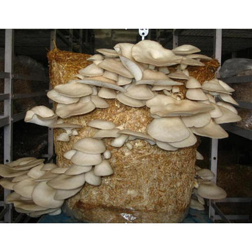 Mushroom Composting Services