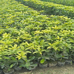 Chiku Sapota Plant