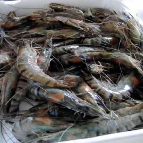 Tiger Prawn