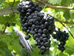 Common Fresh Black Grapes