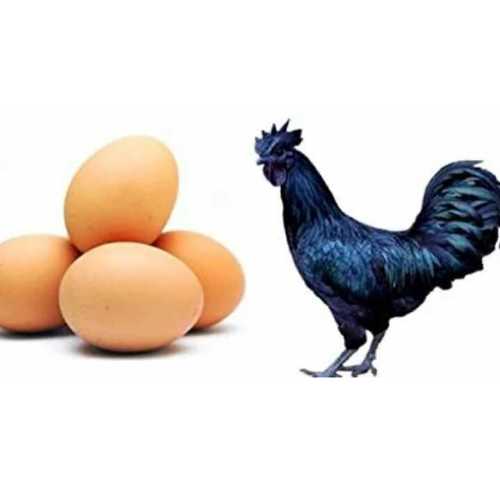 Kadaknath Chicks And Eggs