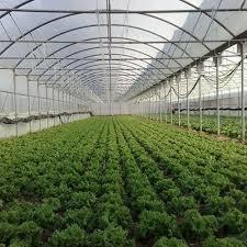 Agro Green Poly House