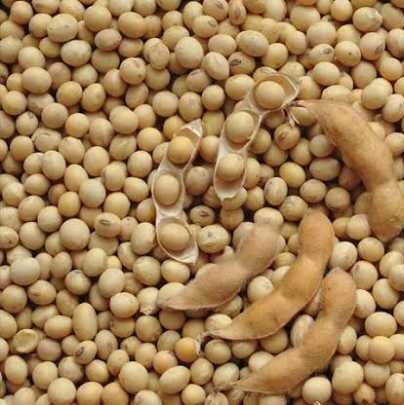 Soybean Seeds For Good Nutrition