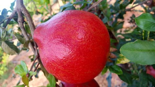 Red Fresh Pomegranate