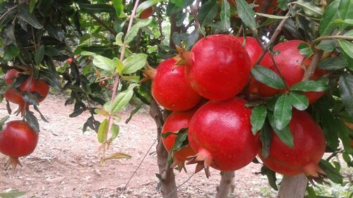 New Pomegranate