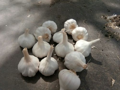 White Garlic