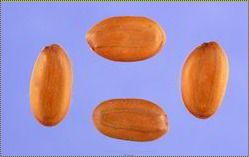 Albizia Seeds