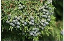 Conifer Seeds