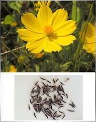 Cosmos Sulphureus Seeds