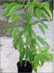 Michelia Champaca Alba Plant
