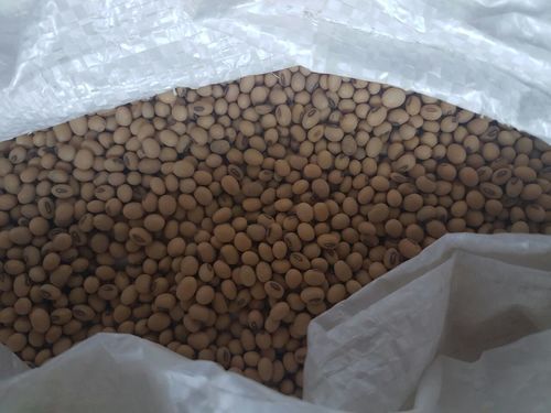 Non Gmo Soybeans Seeds