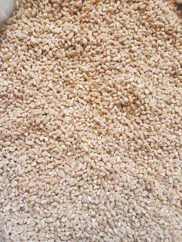 Wheat Grain For Animal Feed Shelf Life: 24 Months