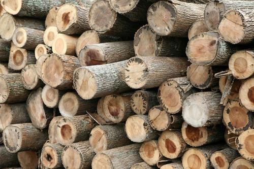 White Poplar Wood Logs