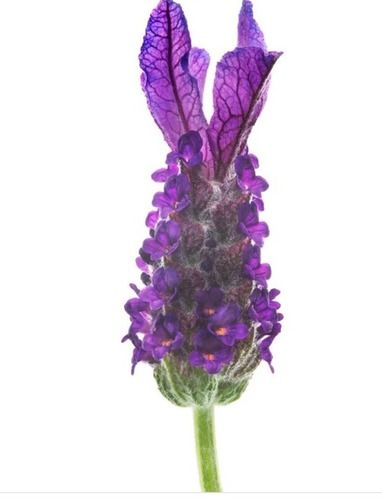 Dried Lavender Flowers - Manufacturer Exporter Supplier from Delhi India