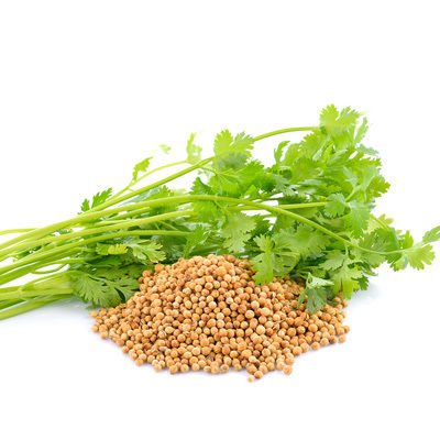 Fresh Organic Coriander Seeds