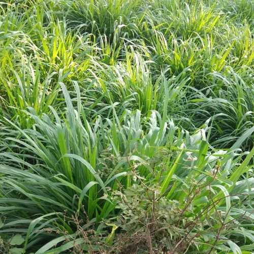 Hybrid Napier Grass Co5 Seeds
