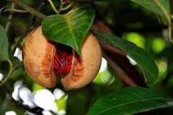 Myristica Fragrans Fruit Extract