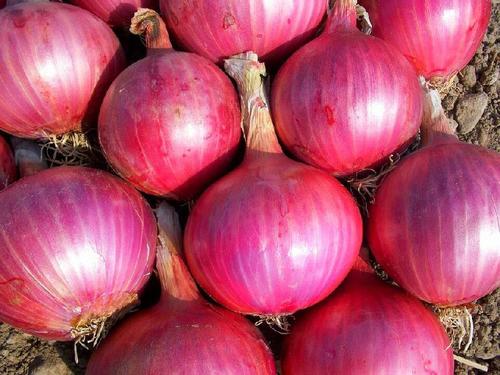 Organic Fresh Red Onion