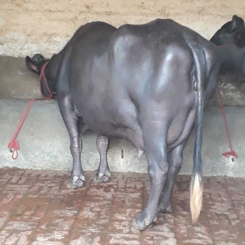 High Breed Worlds Best Murrah Buffalo