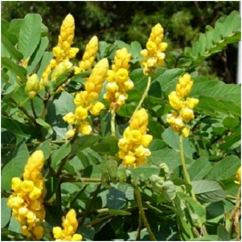 Fresh Flowers Cassia Alata