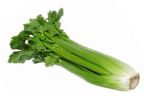 Fresh Celery - Apium Graveolens