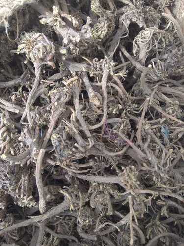 Natural Akarkara Root Dry Place