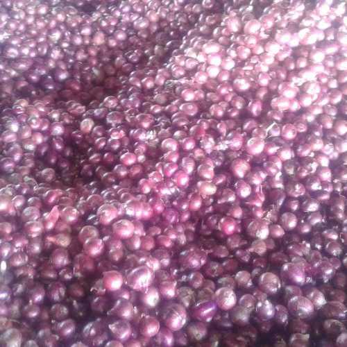 Fresh Nashik Red Onion