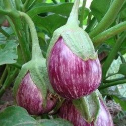 High Grade Brinjal seeds