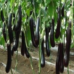 High In Taste Brinjal Long