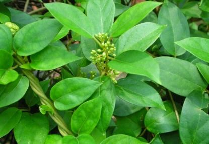 Gymnema Leaves