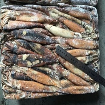 200-300G Frozen Illex Squid With Prefect Fresh