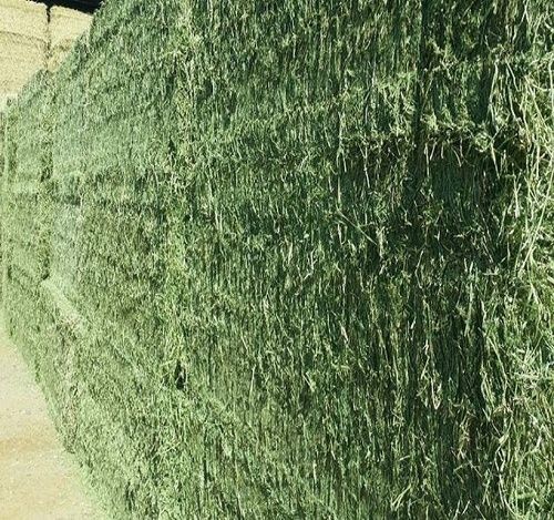 Alfalfa Hay Cubes and Bales