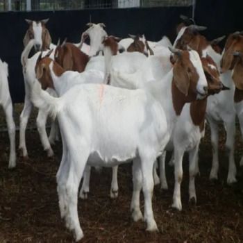 Boer Goat