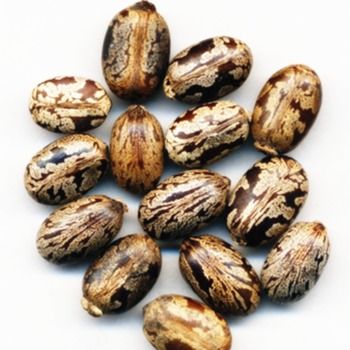 Castor Seeds - Organic Hulled, 99% Purity, Fatty Oil Rich | High-Quality Relax Bowel and Antitumor Benefits