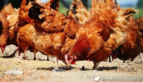 Poultry Feed (Enzyme & Probiotics)