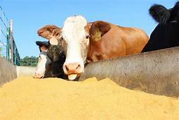 High Nutritional Cattle Feed