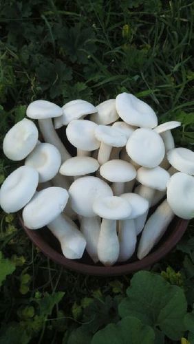 Organic Milky Mushrooms