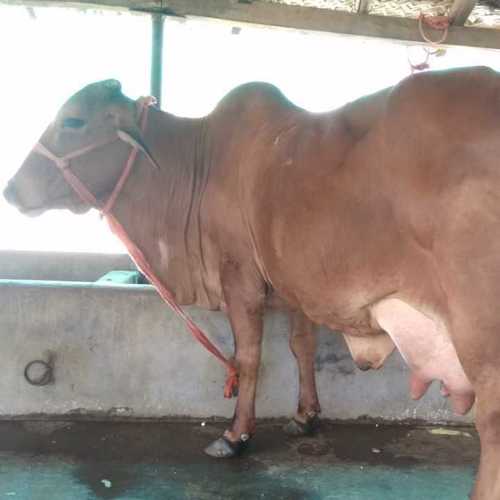 sahiwal cow