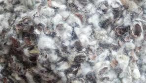 Cotton Seed Waste