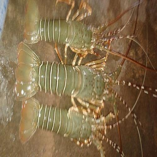 Fresh And Frozen Lobster