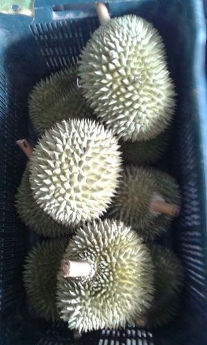 Fresh Exotic Durian Fruit