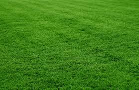 Selection One Lawn Grass