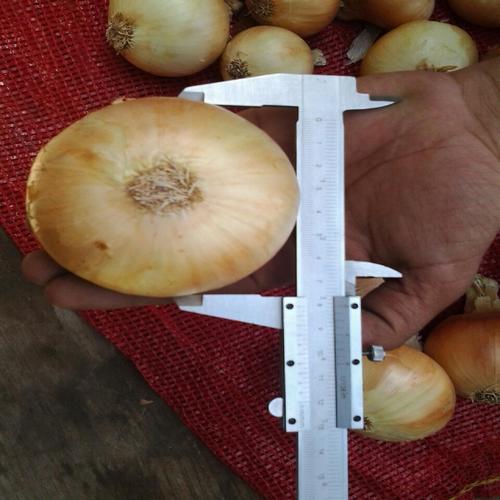 Natural Farm Fresh Onion