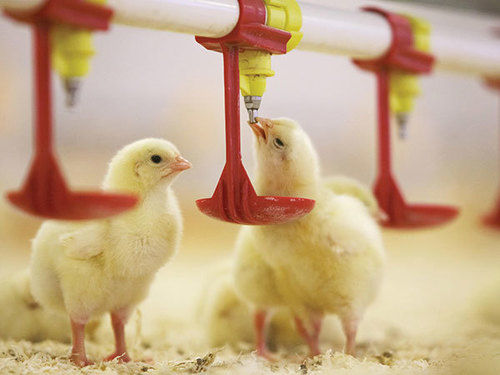 Automatic Chicken Drinking System for Broiler Farm